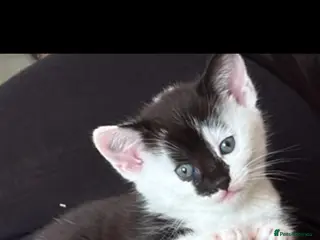 Mixed Breed cats Beautiful Half-Ragdoll Kittens – Loving & Playful - Advert 16