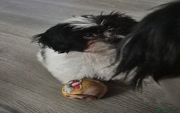 Mixed Breed dogs for sale: 2 adorable Havanse x japanese chin puppies  - Image 14