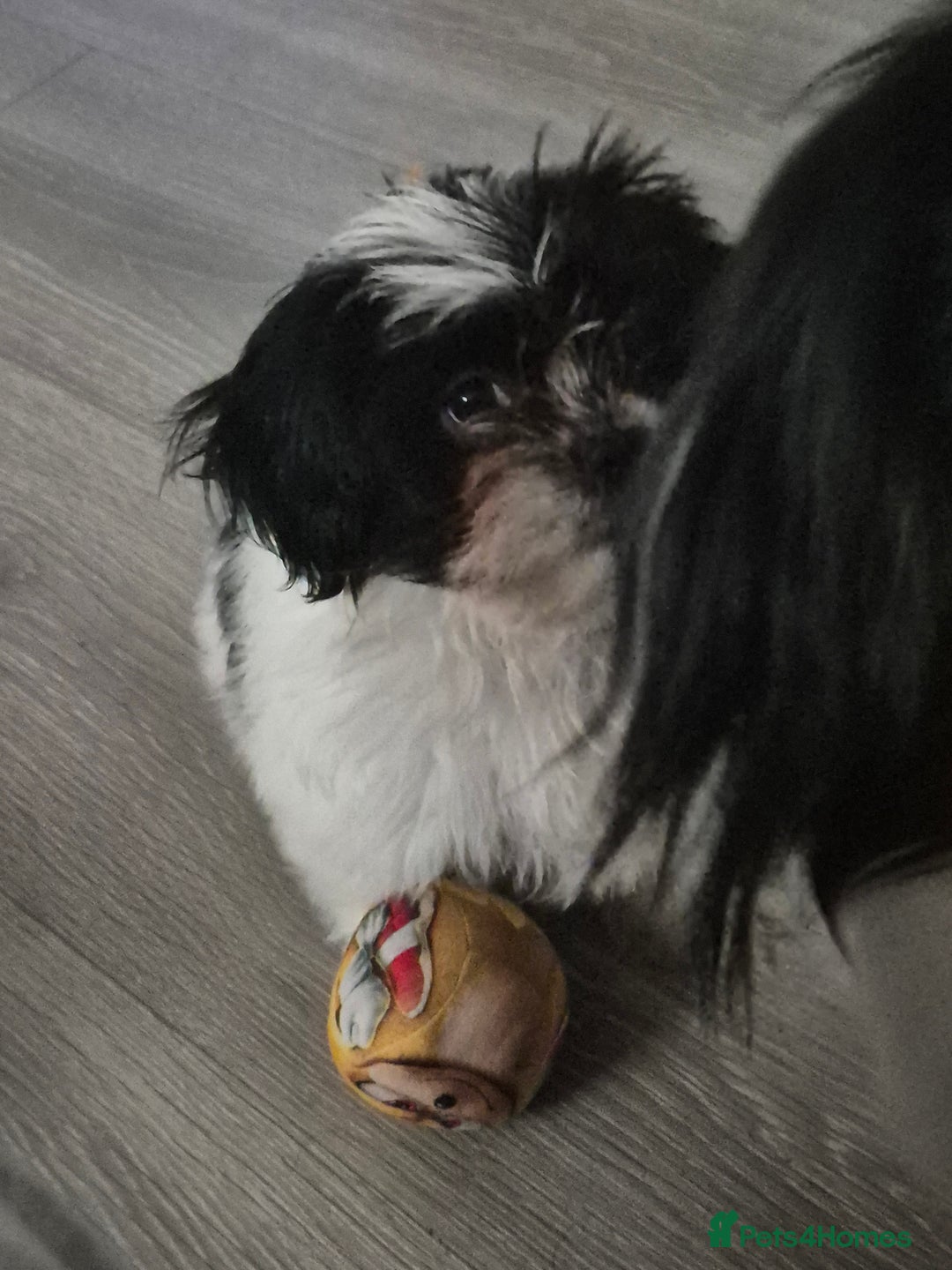 Mixed Breed dogs for sale: 2 adorable Havanse x japanese chin puppies  - Image 14