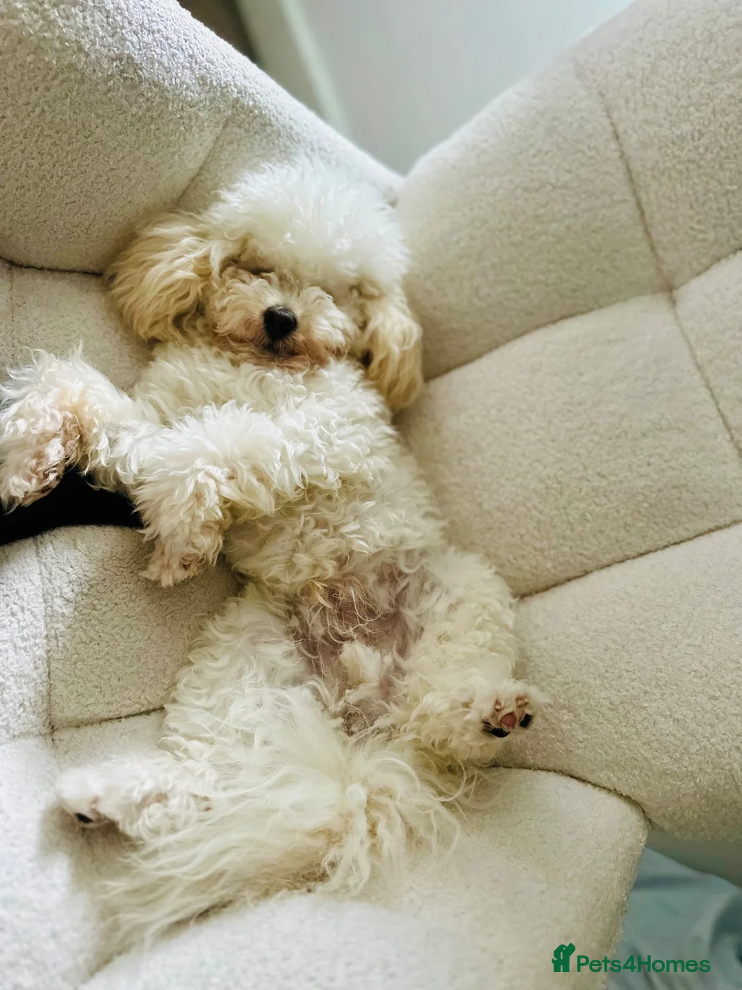 Toy Poodle dogs for sale:  Beautiful KC Registered Toy Poodle Boy15 Months in Altrincham - Advert 2
