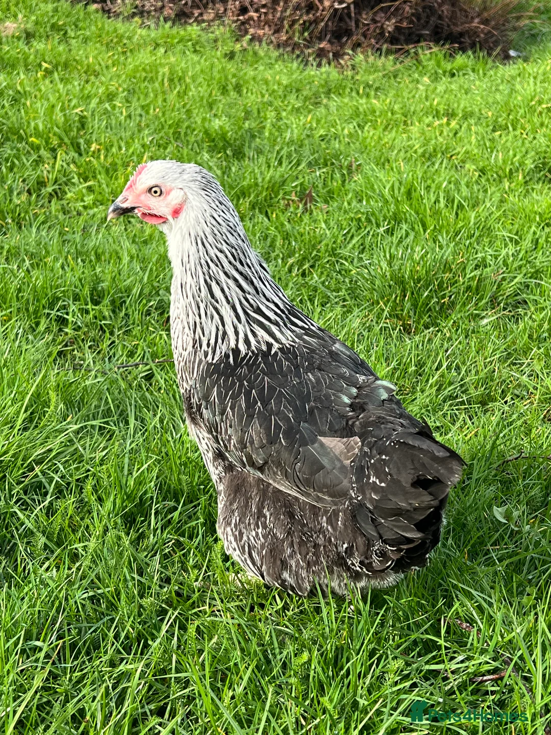 Chickens poultry for sale: *RESERVE* Hybrid/Pure POL Hens! - Advert 2