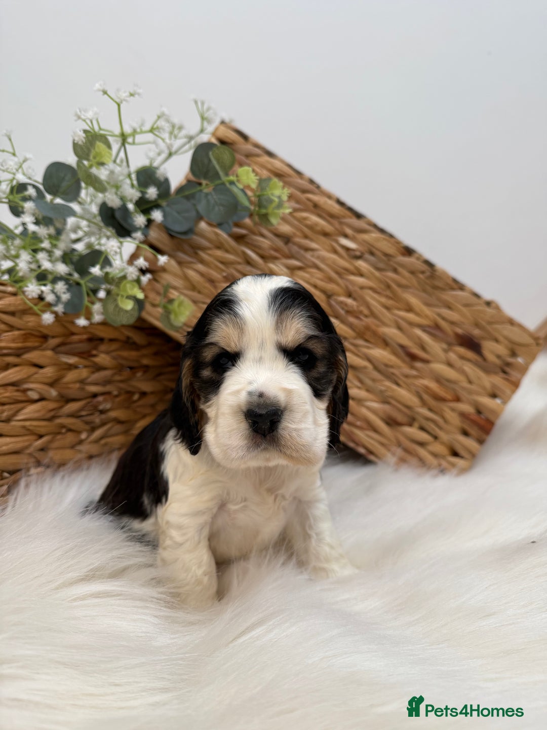 Cocker Spaniel dogs for sale: Quality Health Tested KC Reg Show cocker spaniels  - Advert 5