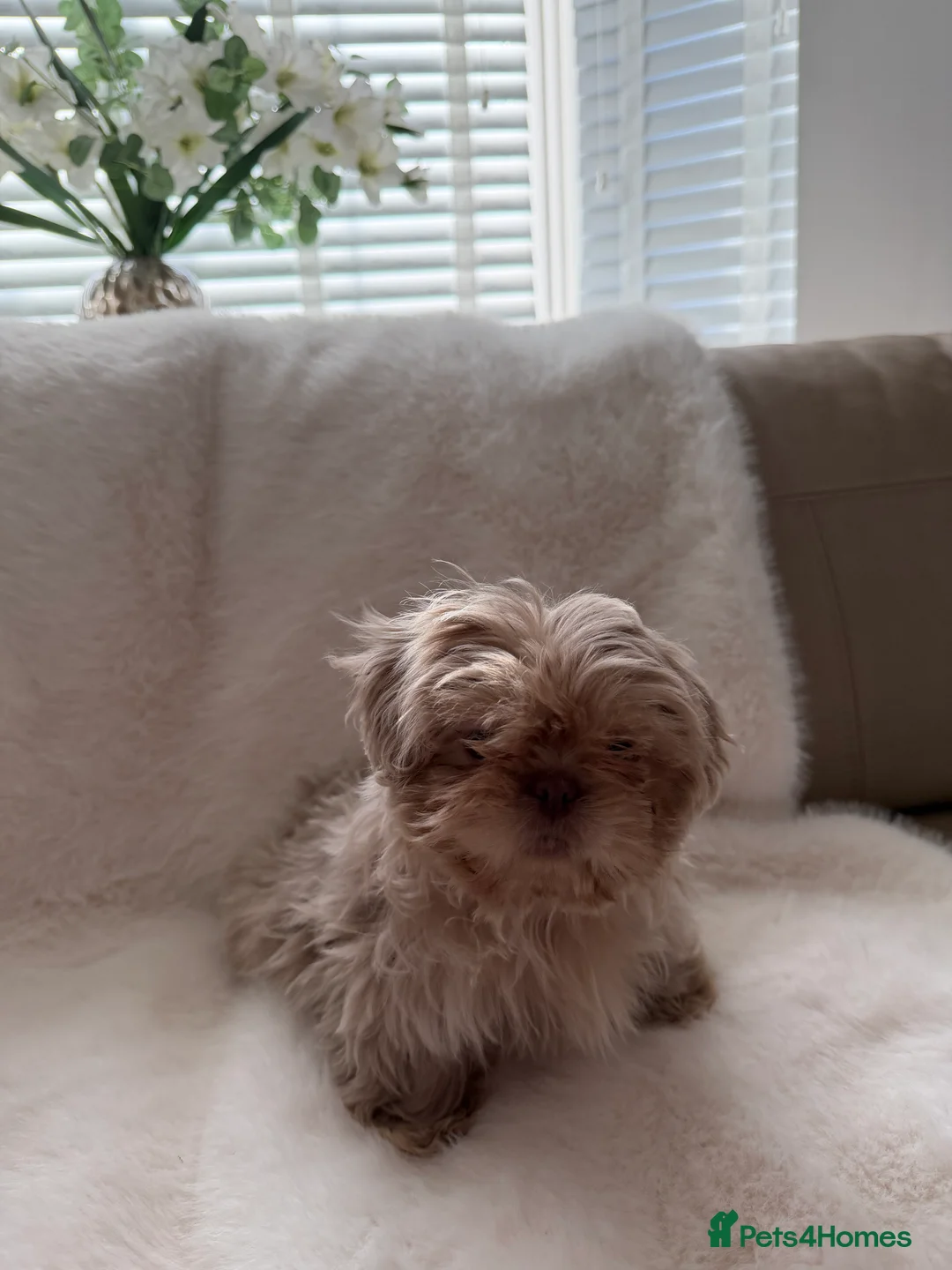 Shih Tzu dogs for sale: Shih tzu   lilac girl  - Advert 2