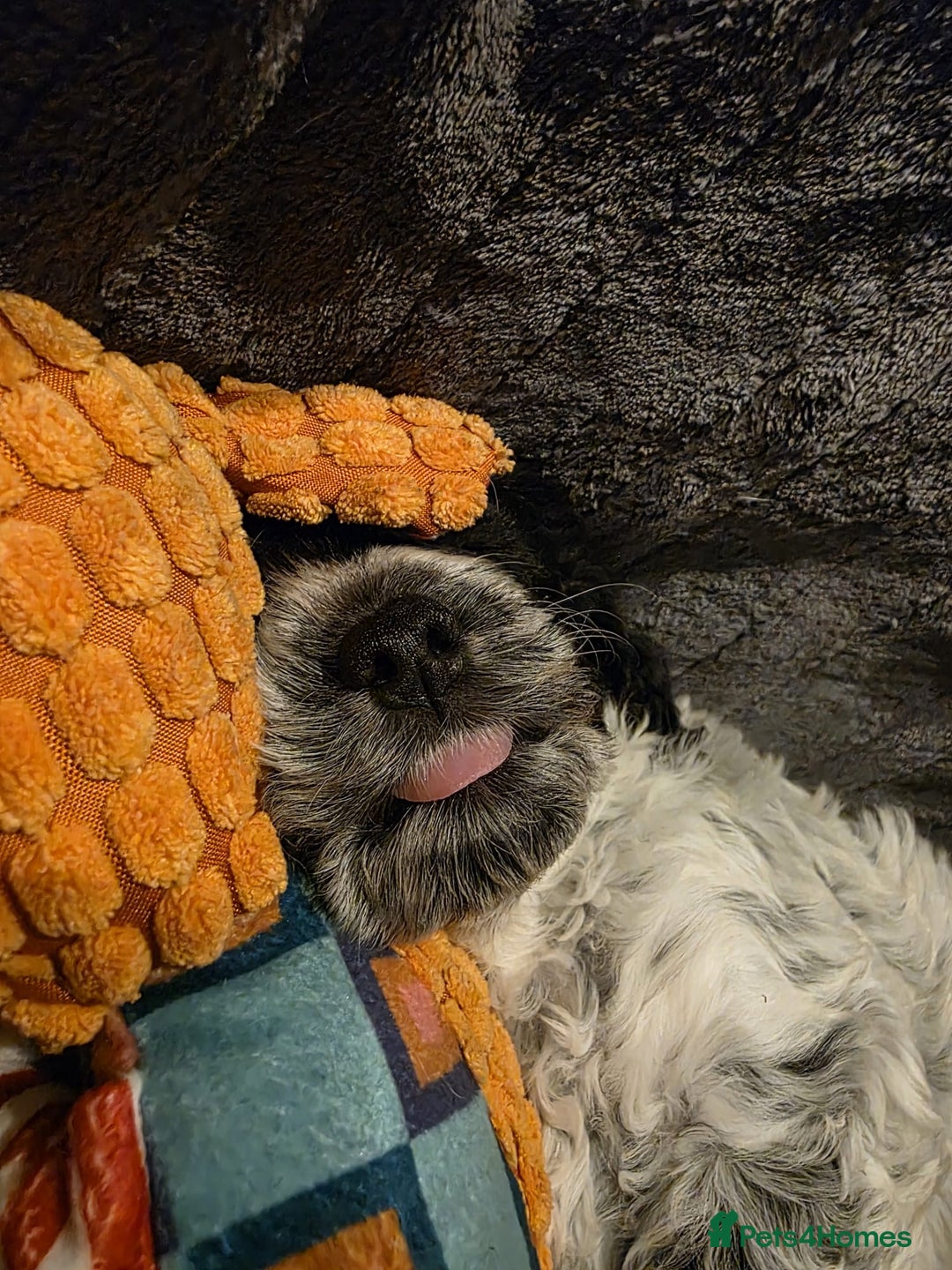 Cockapoo dogs for sale: Blue Roan F2 Female Cockapoo  - Advert 18