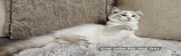 Ragdoll cats for sale: RAGDOLLS BOYS ONLY 2 LEFT - Advert 14