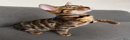 Bengal cats for sale: 2 LEFT!! ✨ Beautiful Bengal Kittens✨ - Advert 12
