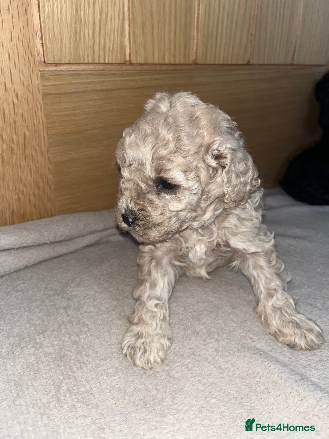 Cavapoo dogs for sale: **CAVAPOO F1B PUPS** - Image 8