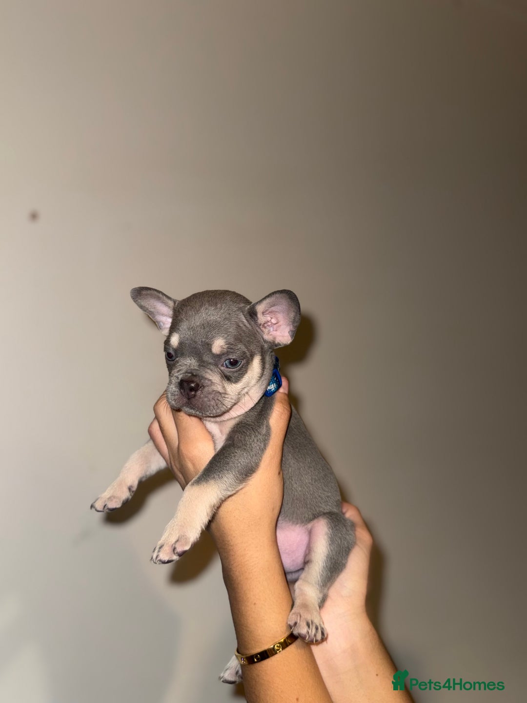 French Bulldog dogs for sale: BLUE & CREAM/TAN Isabella/pink carrying. - Image 6