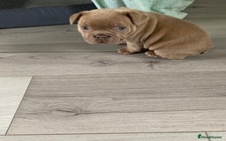 French Bulldog dogs for sale: 4 French bull dogs puppies  - Image 11