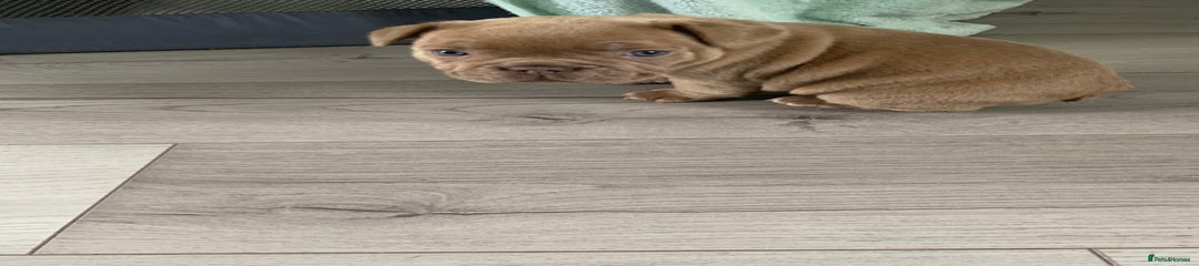 French Bulldog Puppy 1