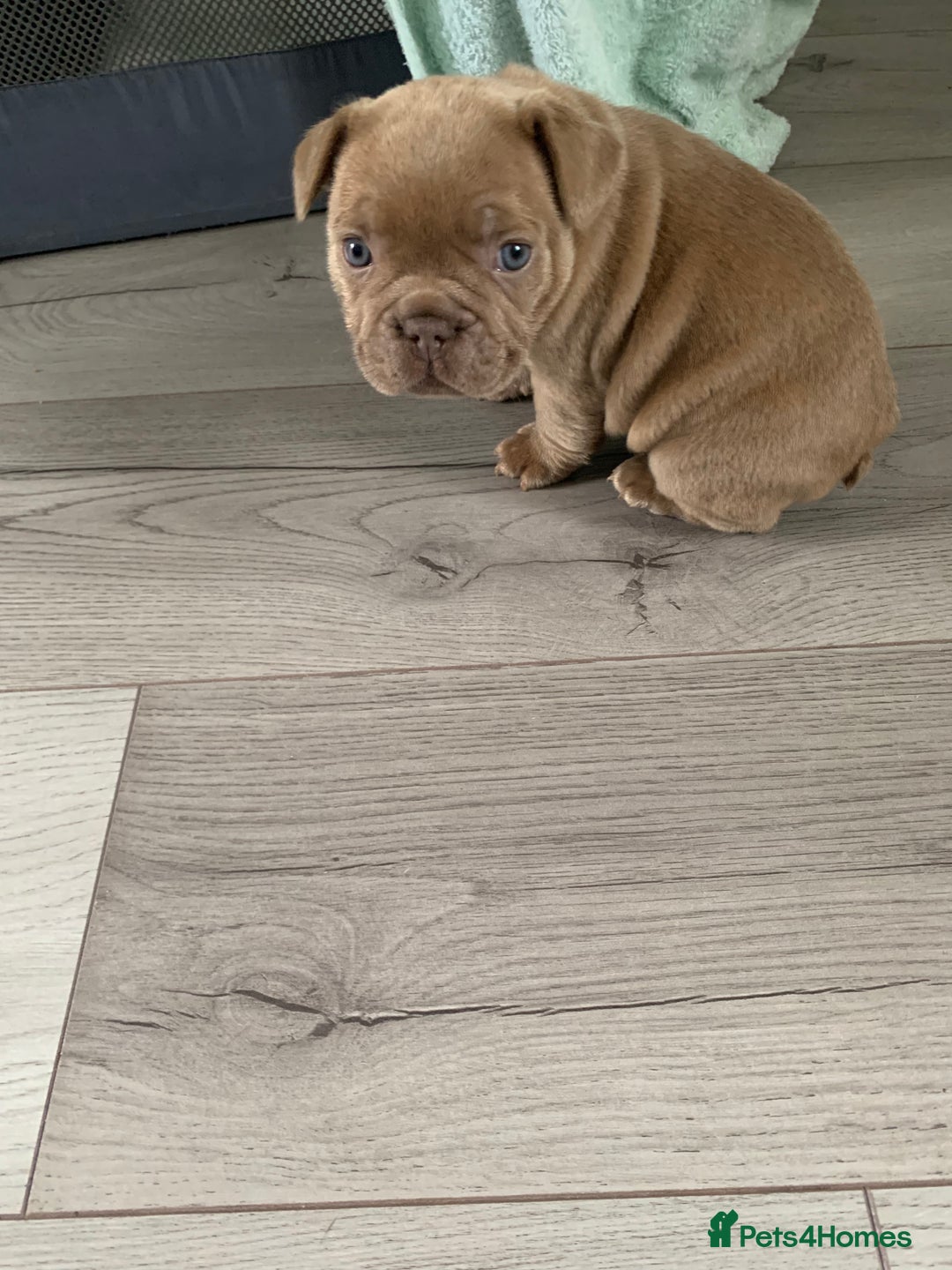 French Bulldog dogs for sale: 4 French bull dogs puppies  - Image 11