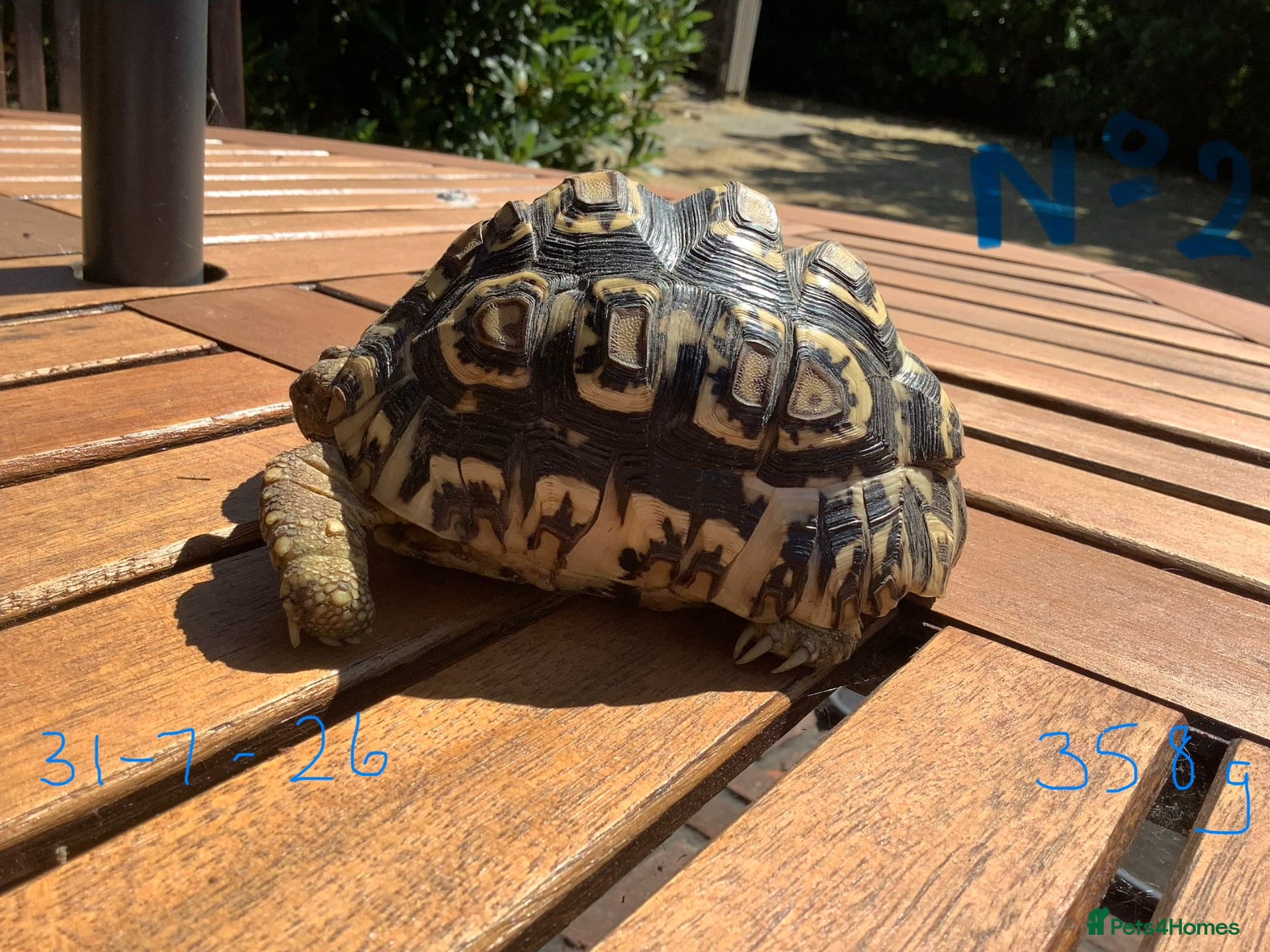 Tortoise reptiles for sale: LEOPARD TORTOISE - Advert 1