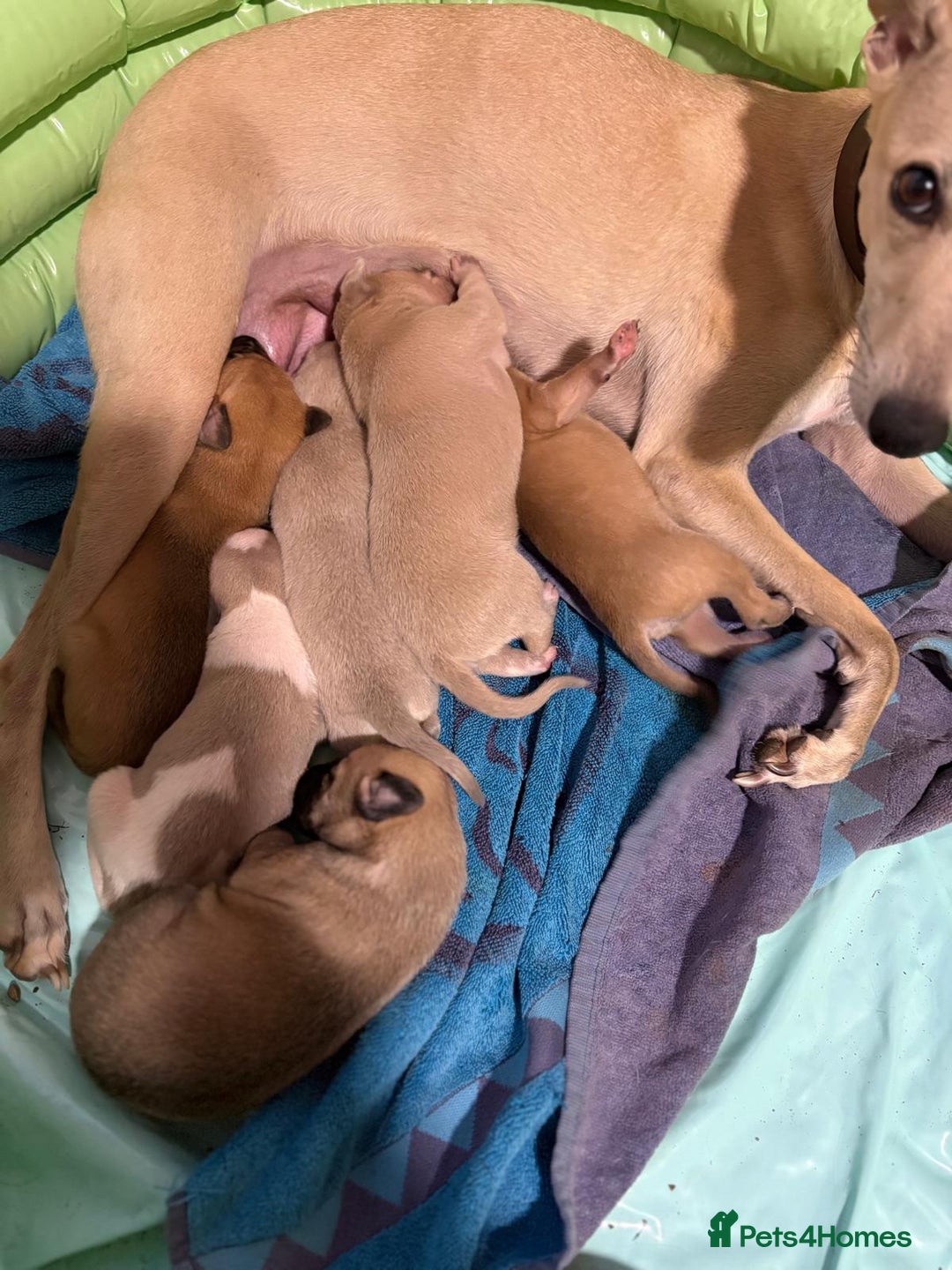 Whippet dogs for stud: Whippet Dog at Stud in Swadlincote - Advert 4