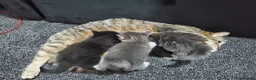 Mixed Breed cats for sale: 4 CUTE KITTENS FOR SALE!  - Advert 1