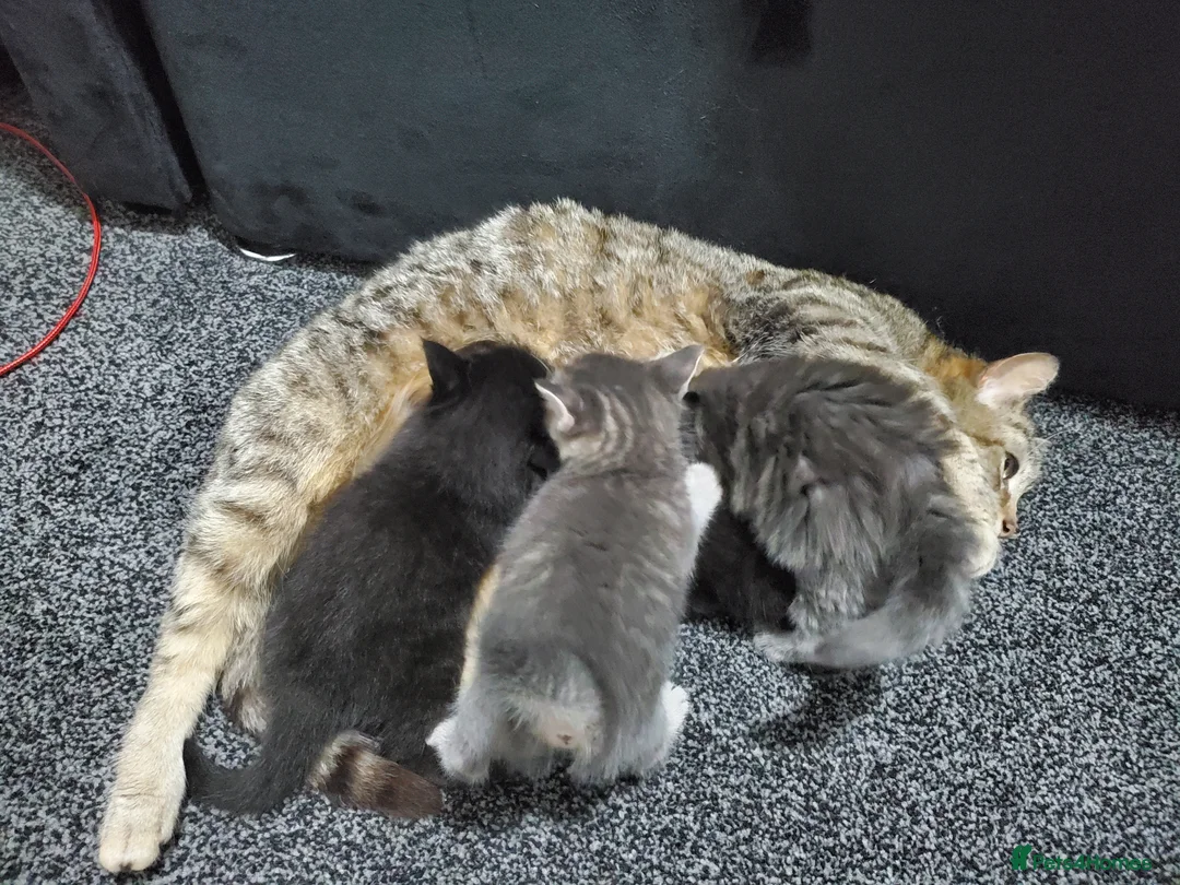 Mixed Breed cats for sale: 4 CUTE KITTENS FOR SALE!  - Advert 1