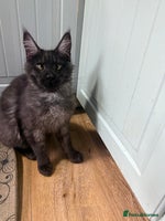 Maine Coon cats Beautiful tica Registered Maine Coon Male stunning - Advert 14