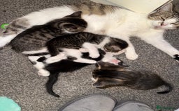 Mixed Breed cats for sale: 5 baby kittens  - Image 5