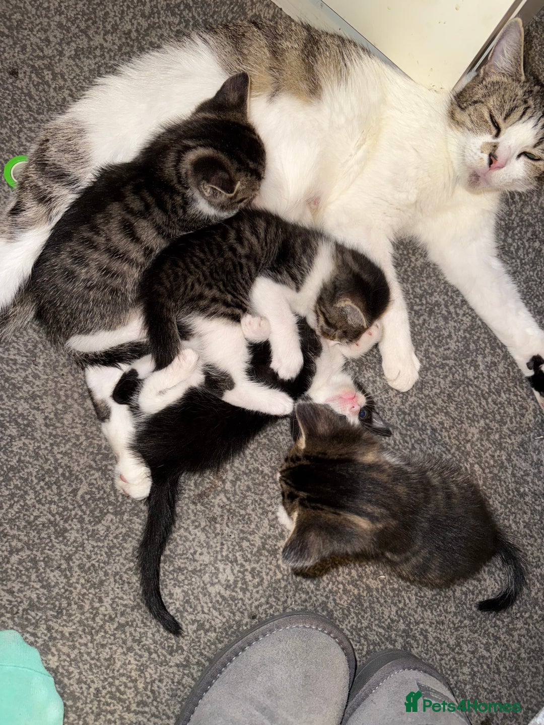 Mixed Breed cats for sale: 5 baby kittens  - Image 5