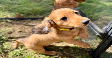 Dachshund dogs - Advert 10