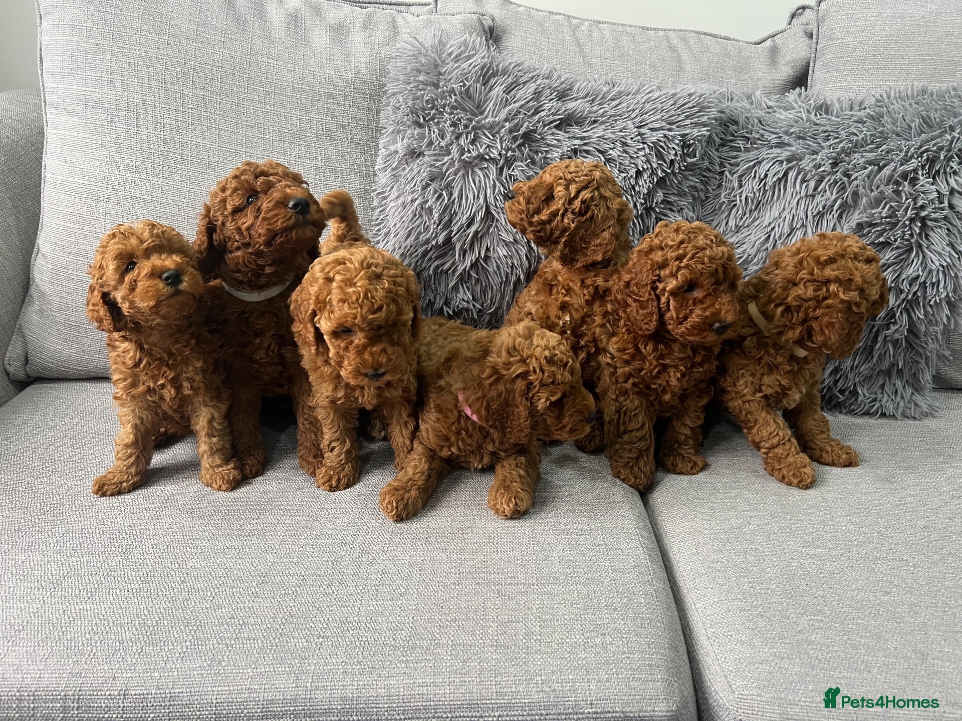 Labradoodle dogs Miniature Labradoodles  - Advert 2