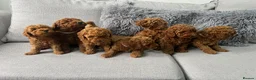 Labradoodle dogs for sale: Miniature Labradoodles  - Advert 2