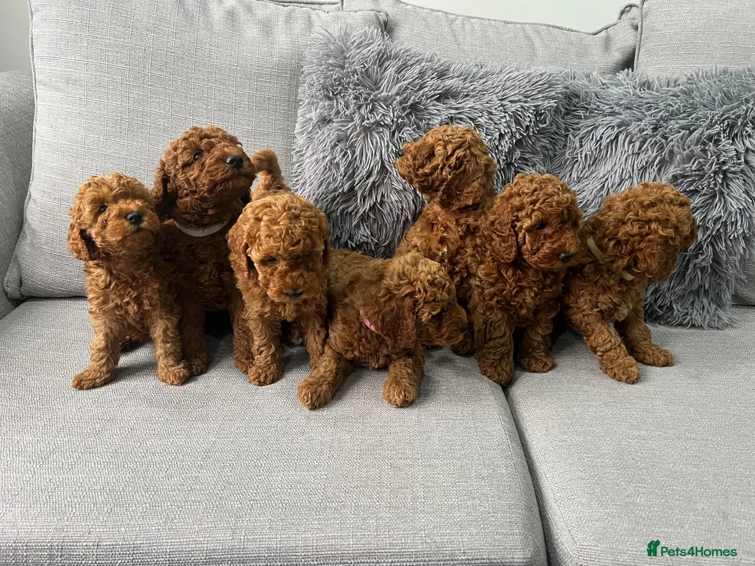 Labradoodle dogs for sale: Miniature Labradoodles  - Advert 2