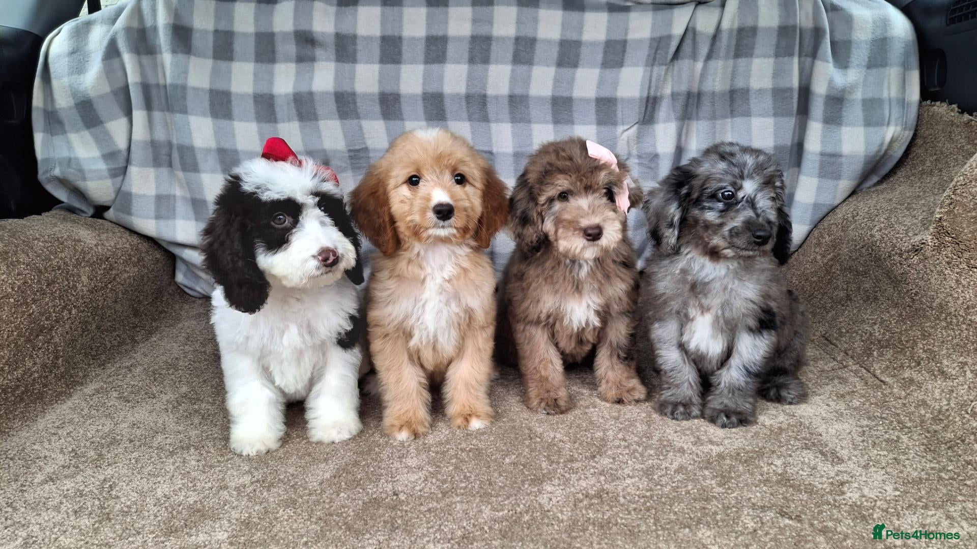 Cockapoo dogs Fully vaccinated cockapoos. - Advert 2