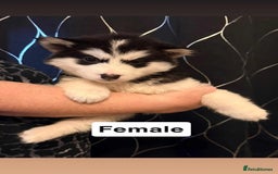 Siberian Husky dogs for sale: Beautiful husky pups 🔥 only 3 male pups left 🔥 - Advert 36