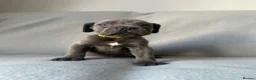 Cane Corso dogs for sale: BLUE CANE CORSO PUPS!!! in Newark - Advert 12