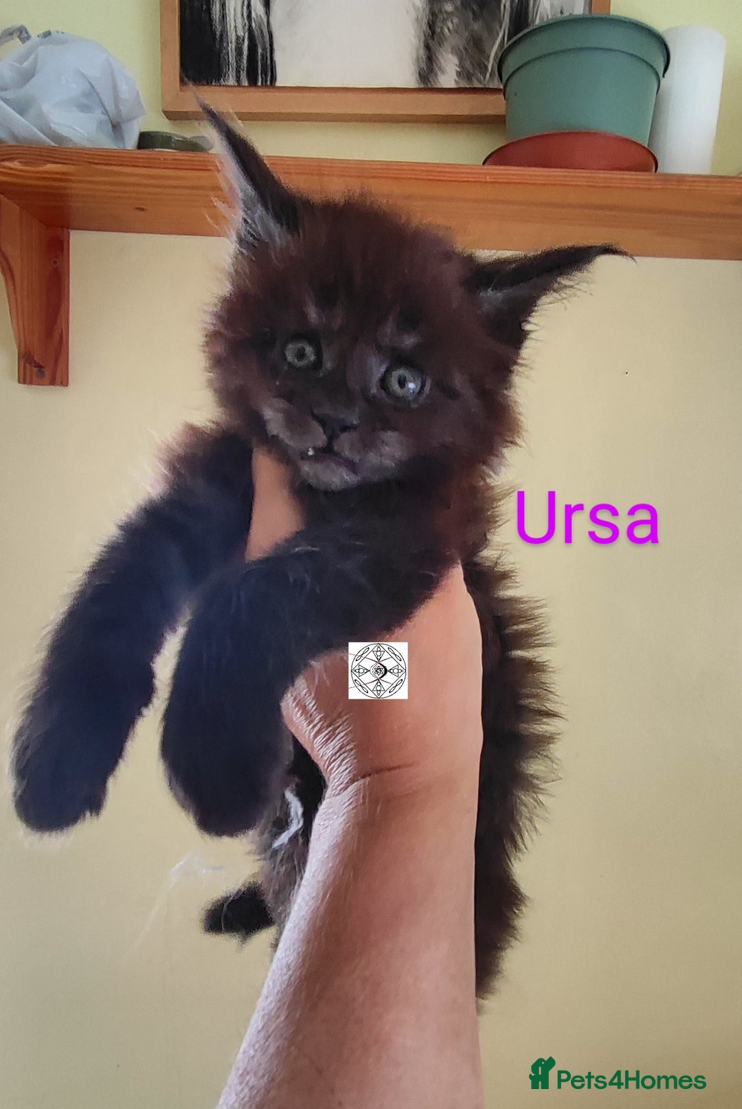 Maine Coon cats for sale: Absolutelly gorgeous kittens  - Image 17