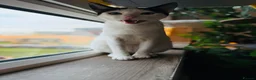 Arabian Mau cats for adoption: Charlie 🐾 - Advert 13