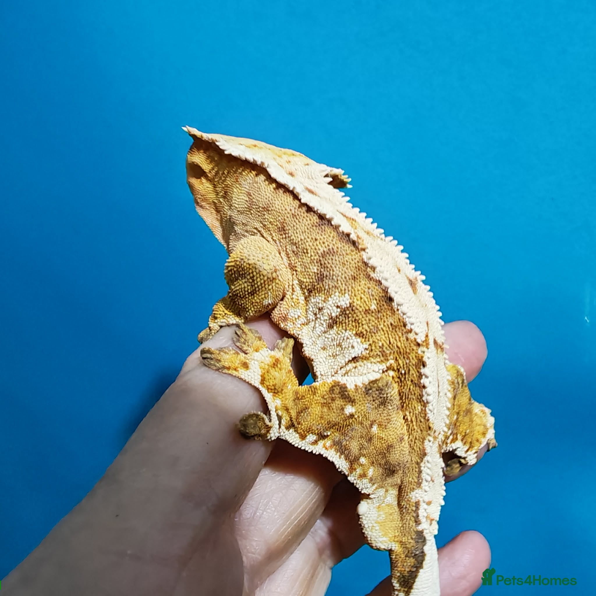 Gecko reptiles Geckos available with setups - Advert 2
