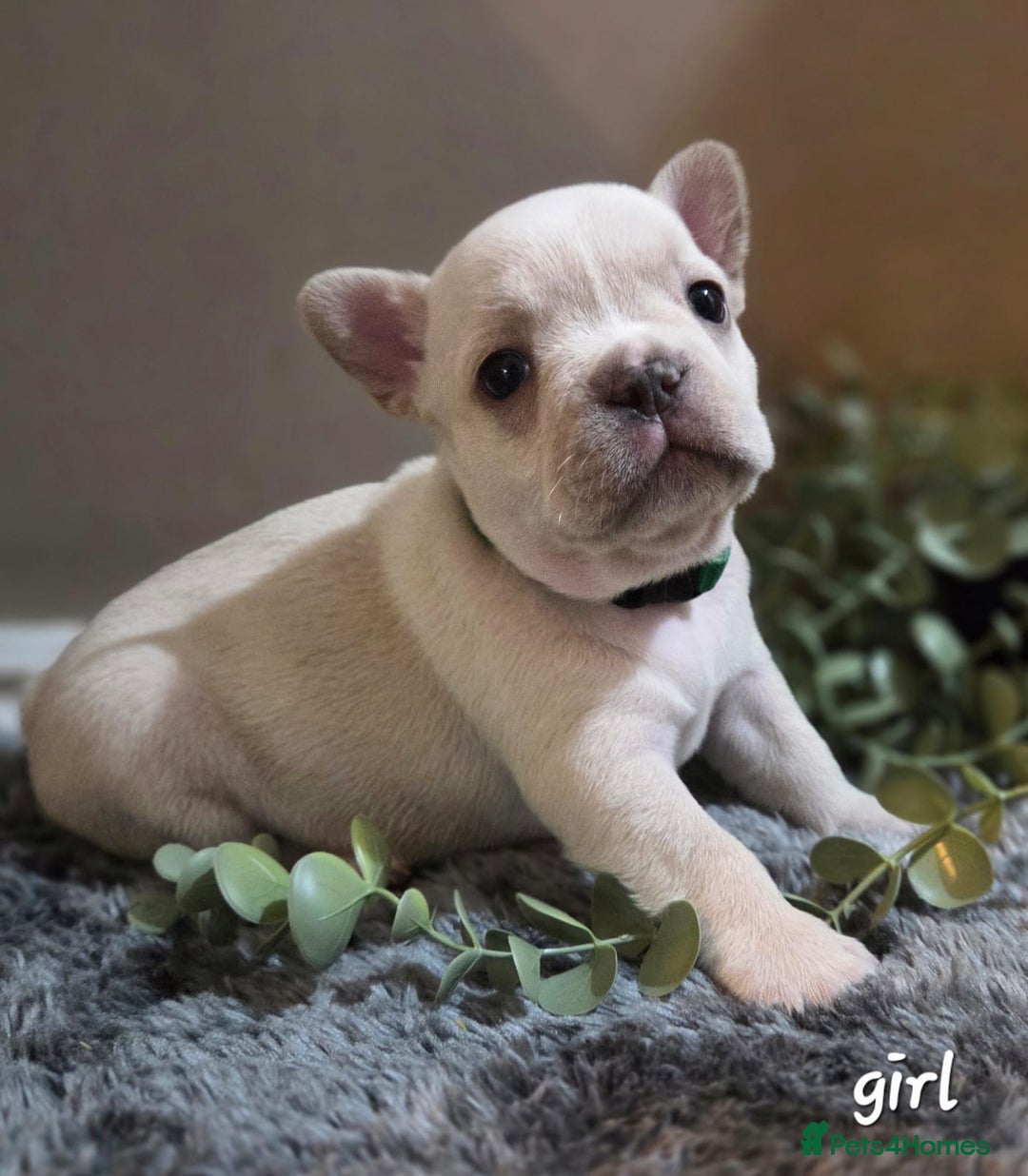 French Bulldog dogs for sale: New shade french bulldogs - Image 13