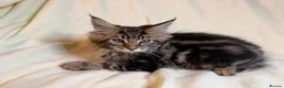 Maine Coon cats for sale: TICA registered Maine Coon Boy - Advert 4