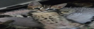 Tabby and black girl