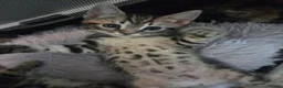 Mixed Breed cats for sale: Kittens for sale blackpool  - Advert 25