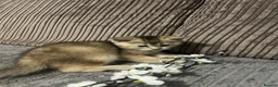 British Shorthair cats for sale: 4 British shorthairs for sale - Advert 27