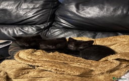 Bengal cats for sale: 3 female Bengal cross kittens  - Image 1