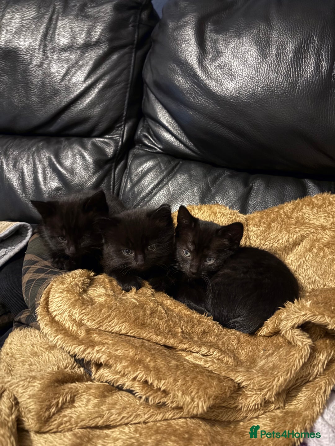 Bengal cats for sale: 3 female Bengal cross kittens  - Image 1