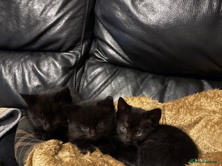 Bengal cats for sale - Advert 1