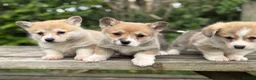 Welsh Corgi Pembroke dogs for sale: Outstanding Welsh Pembrokeshire Corgis  - Advert 12