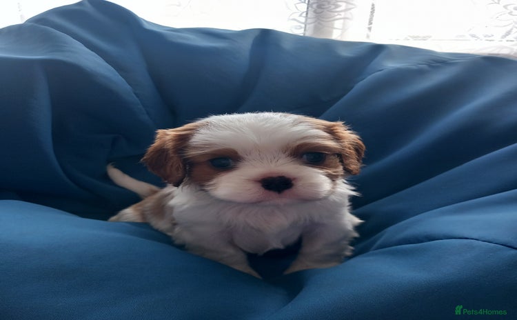 Cavalier King Charles Spaniel dogs - Advert 2
