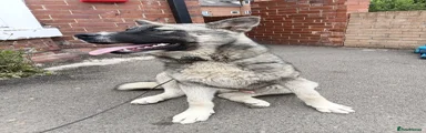 Huskita 1