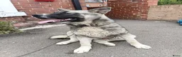 Huskita dogs for sale: Akita - Advert 7