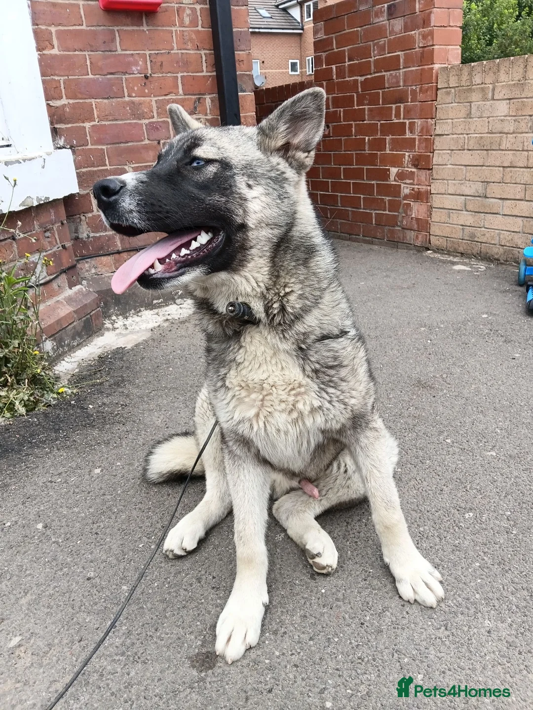 Huskita dogs for sale: Akita - Advert 7