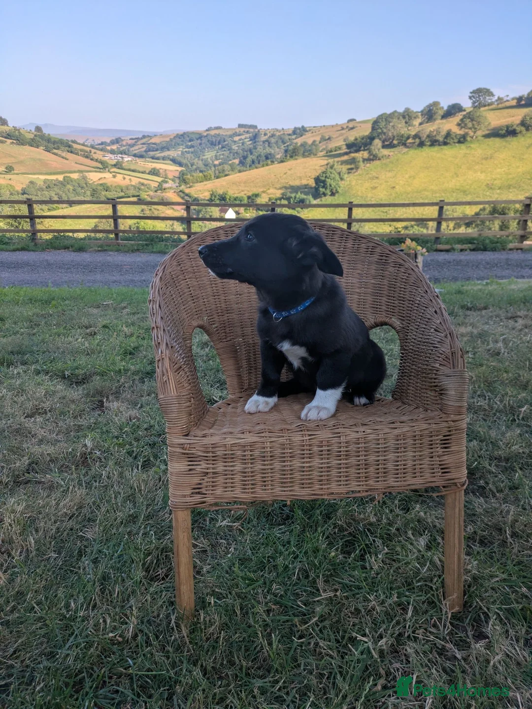 Mixed Breed dogs for sale: Welsh Corgi x Collie puppies - Advert 10