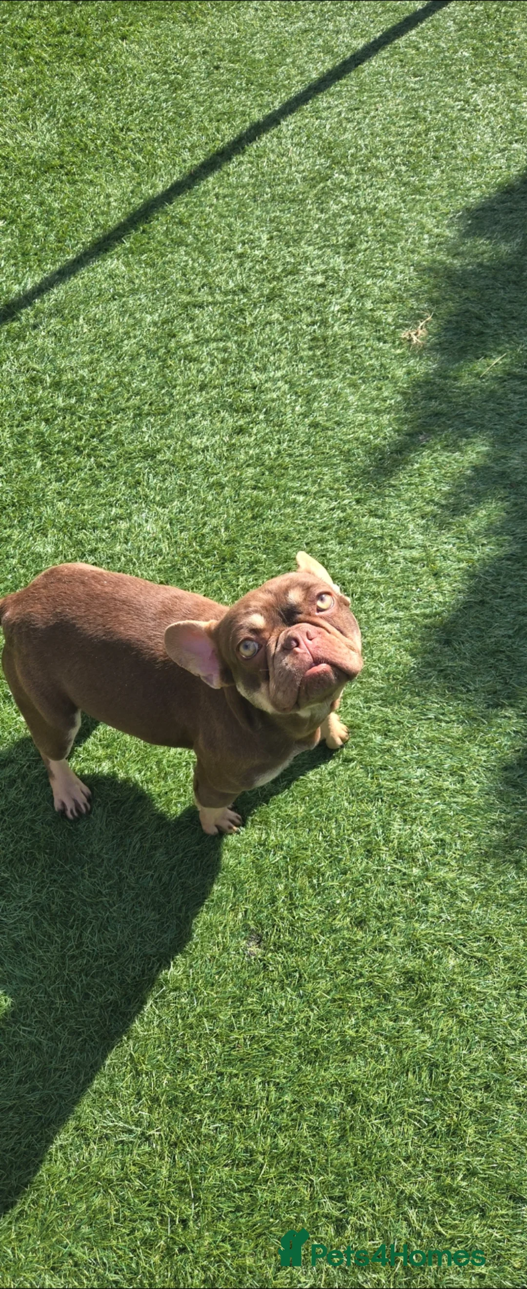 French Bulldog dogs for sale: Choclate and tan frenchie female  - Advert 9