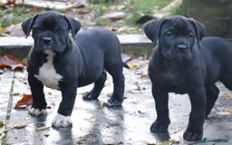 Presa Canario dogs for sale: Presa canario puppies (recognised breeder) - Image 17