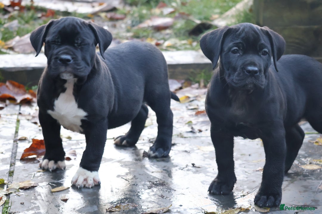 Presa Canario dogs for sale: Presa canario puppies (recognised breeder) - Image 17