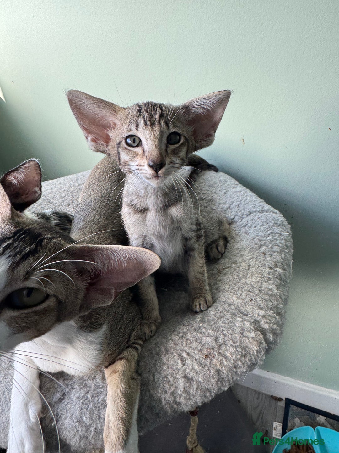 Oriental cats for sale: Pedigree Oriental Kittens  - Image 8